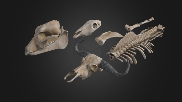 Animal bones 3D Model