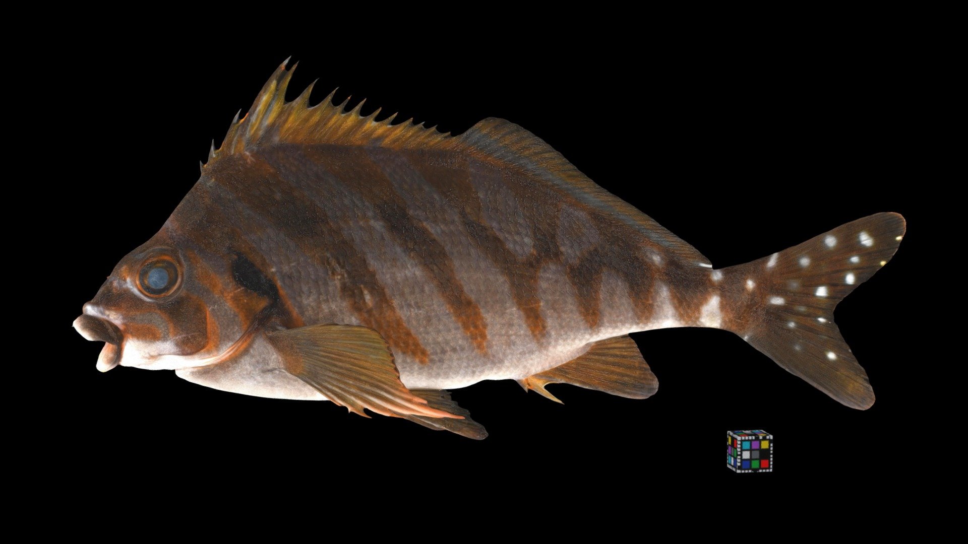 タカノハダイ Spottedtail Morwong, Goniistius zonatus