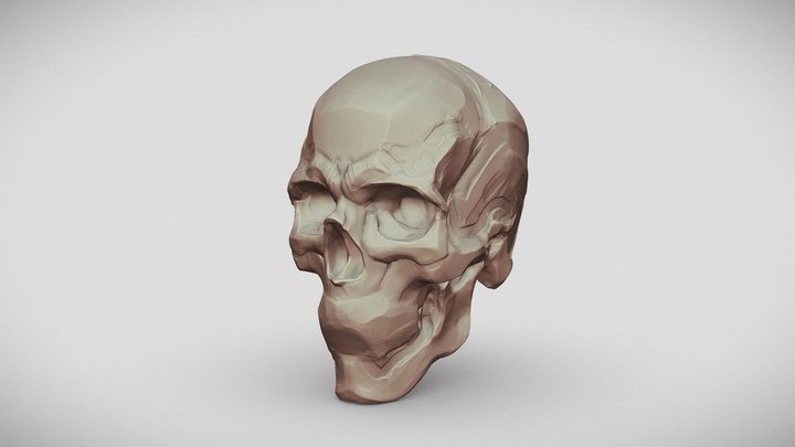 Skull Simplified 3D Model