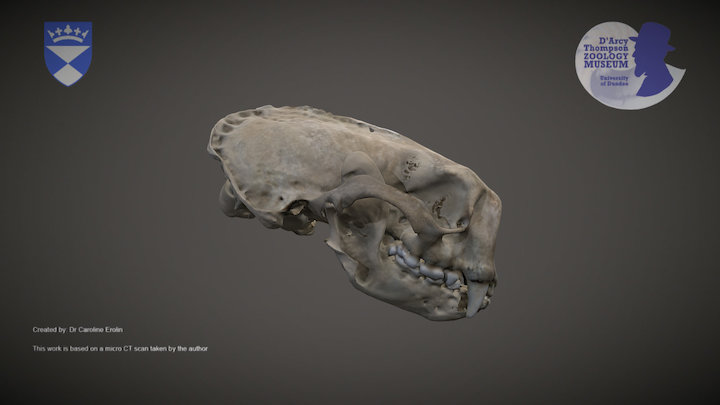 Sea otter skull (for mobile devices) – Kostenloses 3D-Modell STL
