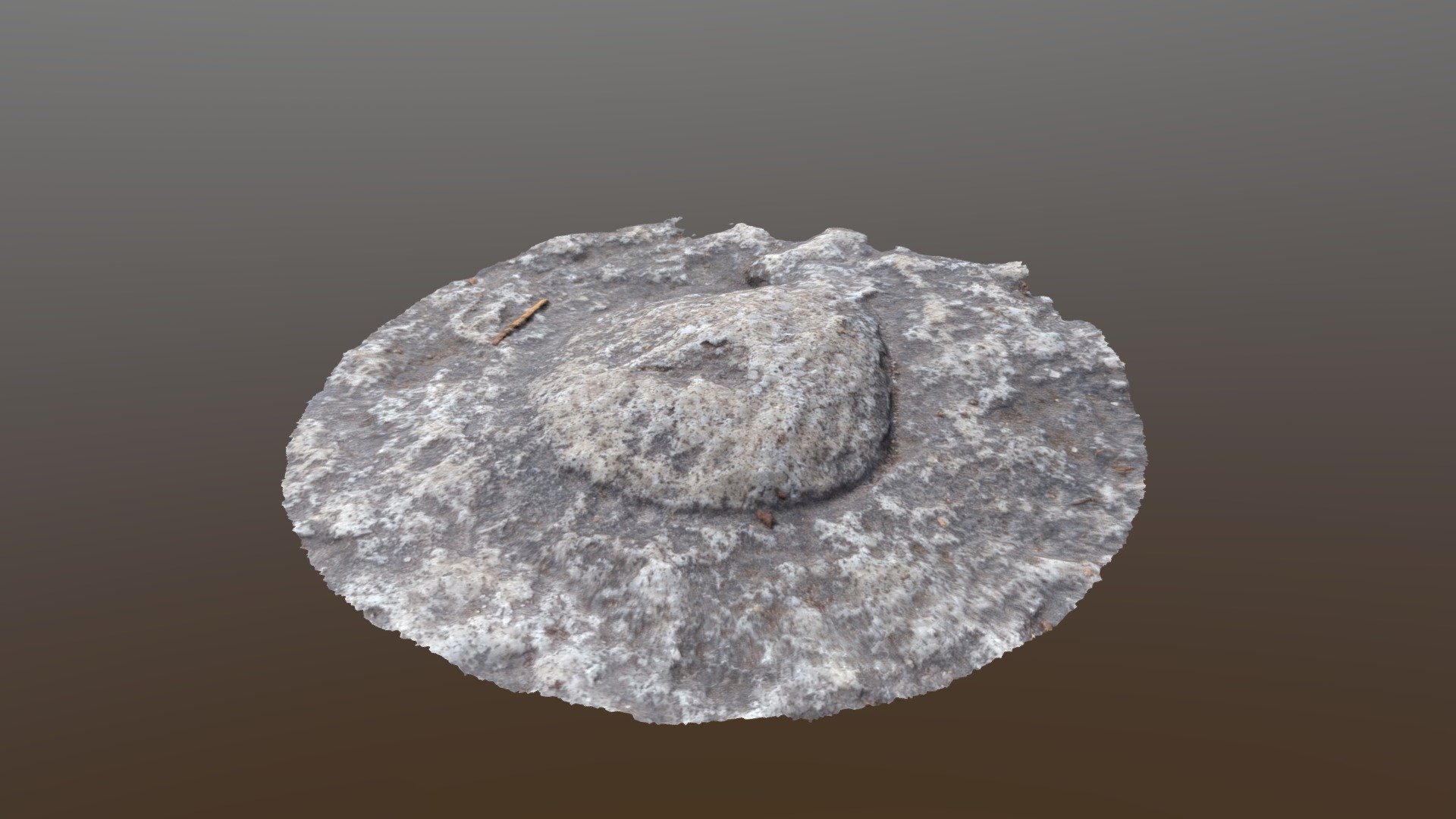 Fosilized Shell