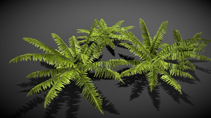 fern grass 02 3D Model