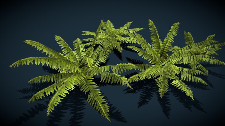fern grass 02 3D Model