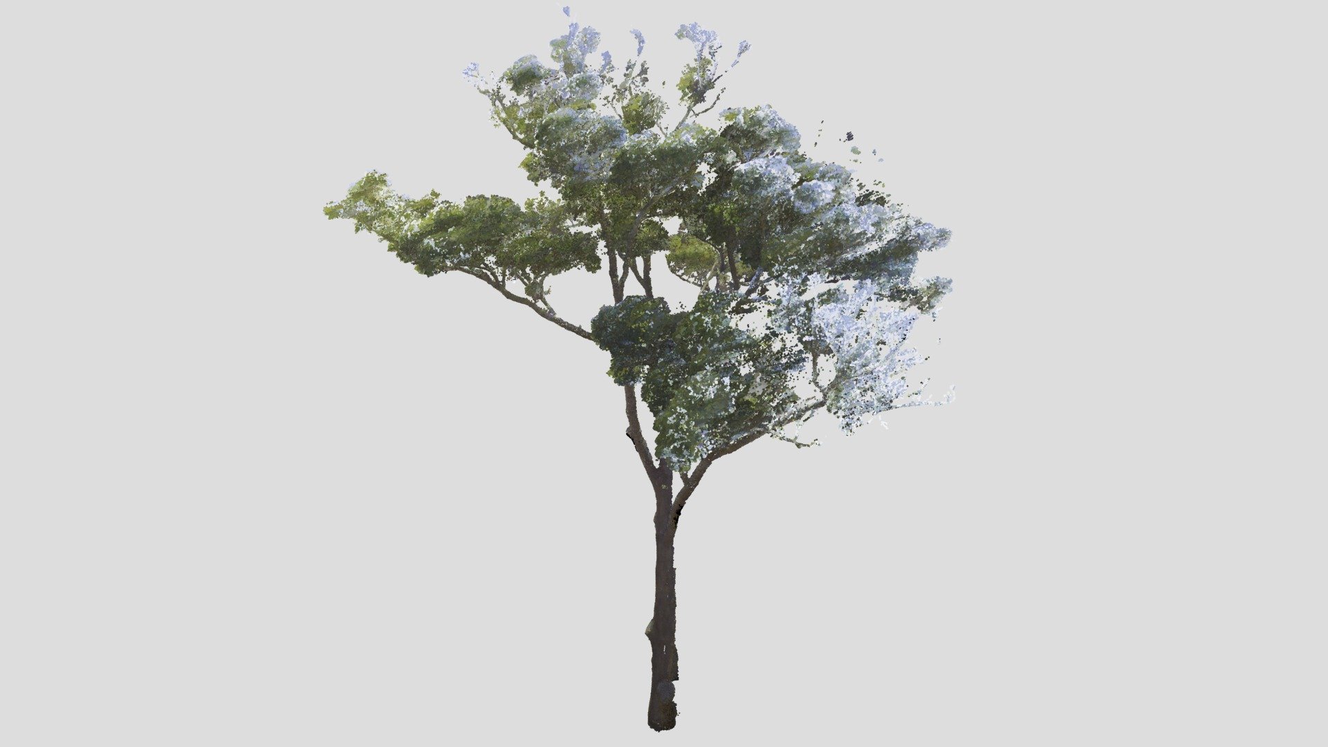 Tree Point Cloud