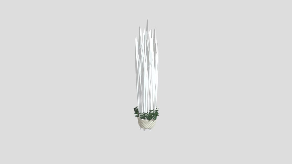 Succulent