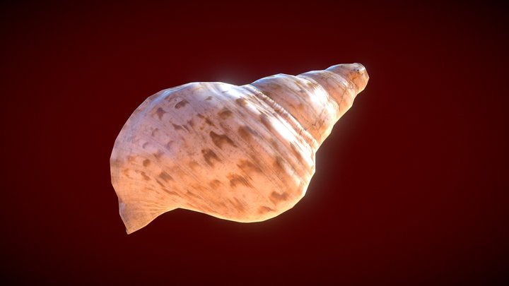 Muszla LP 3D Model