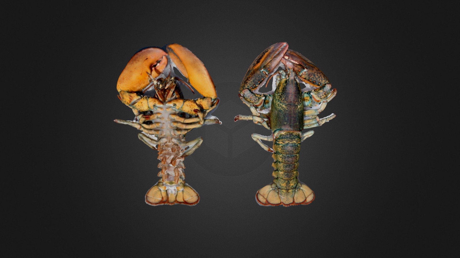 Crustacean: Modern lobster