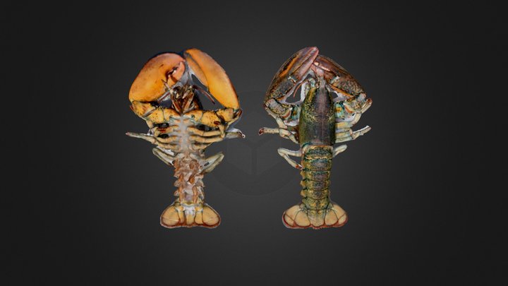 Crustacean: Modern lobster – Free 3D Model STL