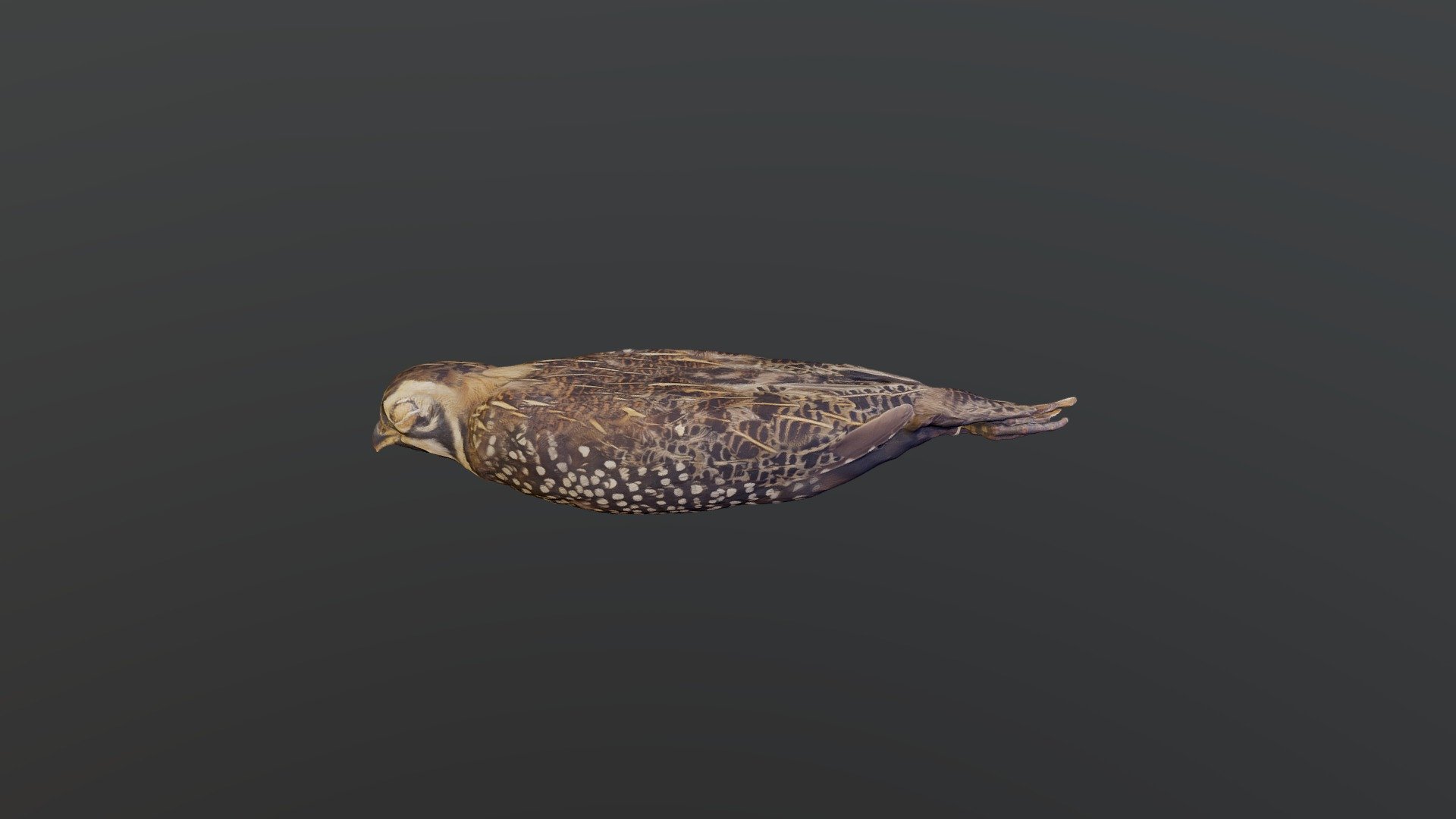 Montezuma Quail - Cyrtonyx montezumae