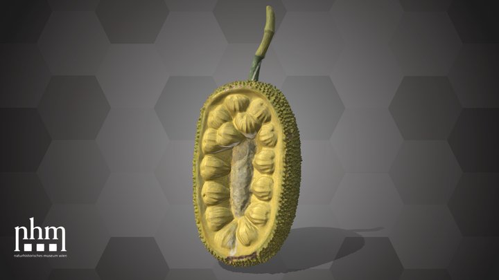 Jackfruit (NHMW-AFW-DING-0046-010) – Modello 3D gratuito STL