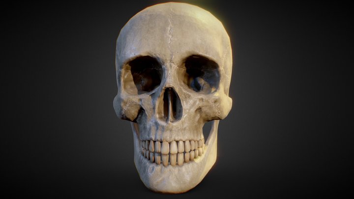 Anatomical Human Skull 3D Model