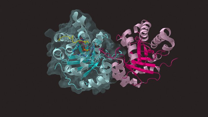 1HTI, human triosephosphate isomerase and PGA 3D Model