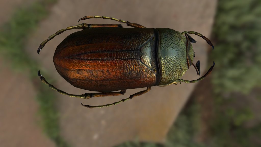 Жук - Download Free 3D model by Artzzz [93f4caa] - Sketchfab