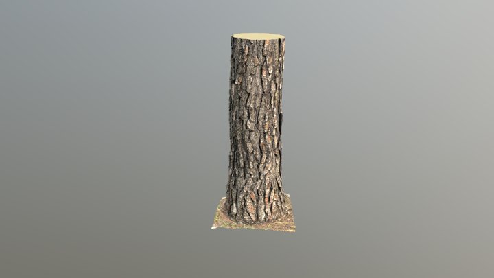 Loblolly Pine Trunk B - Kiri Engine Remesh 3D Model