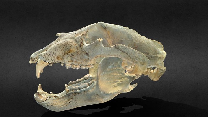 Ursus americanus (Black bear) 3D Model