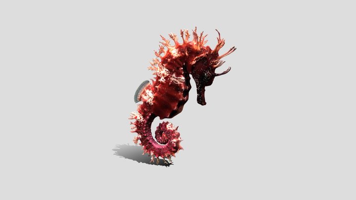 Crimson Spiral Seahorse – Kostenloses 3D-Modell STL