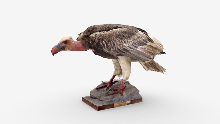 White-headed Vulture 3D Model