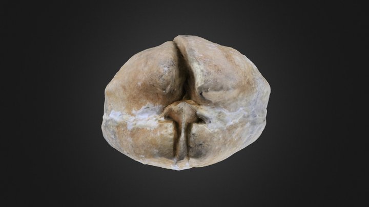 Brachiopod: Pentamerus oblongus (PRI 70761) – Modelo 3D gratuito STL