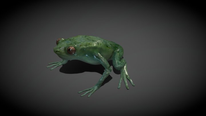 Frog base model 3D Model