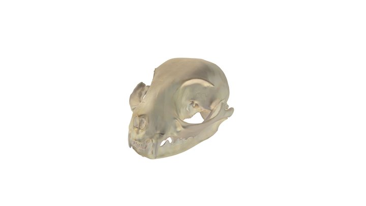 Whole Skull 3D Model