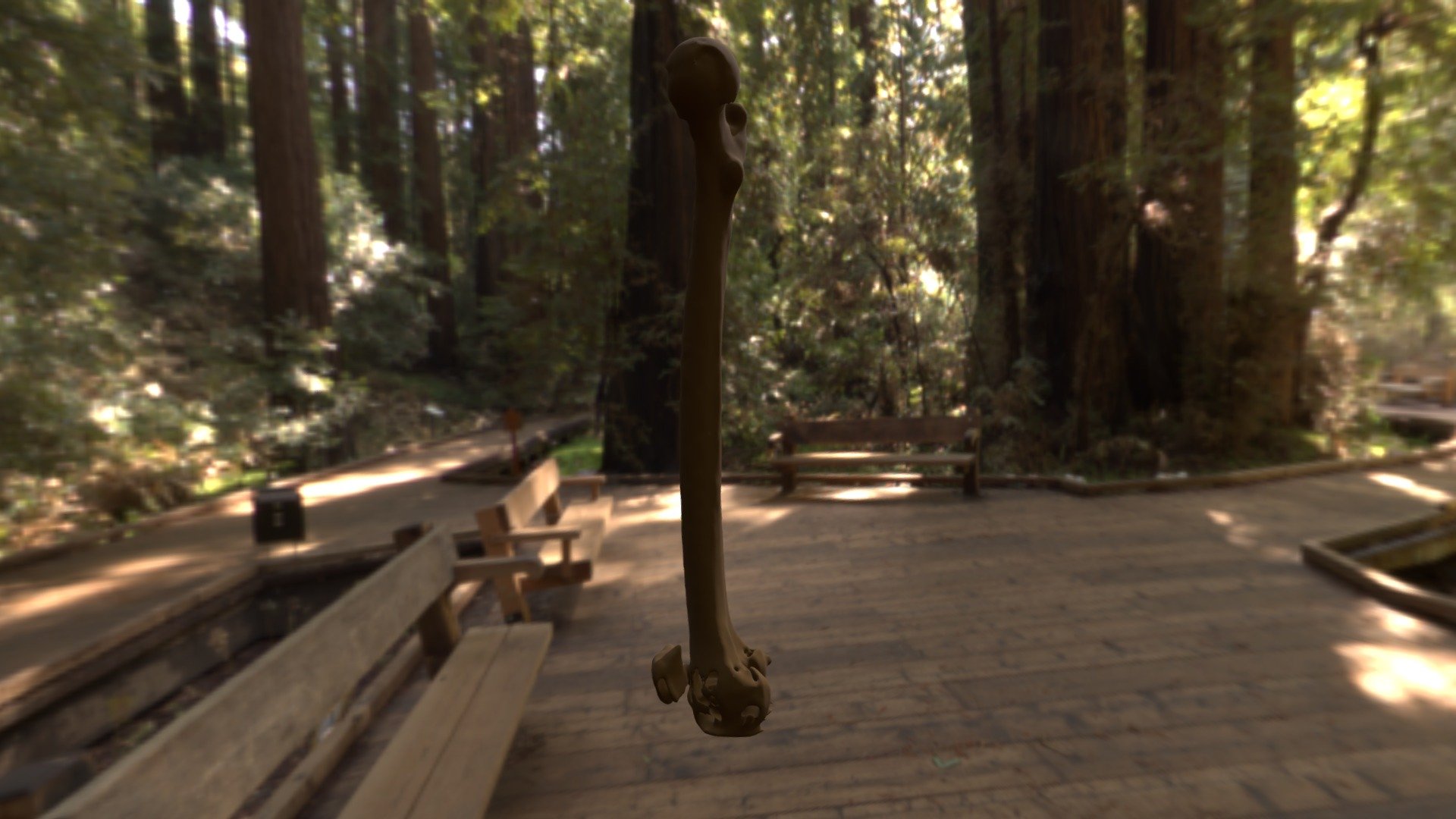 Femur Right