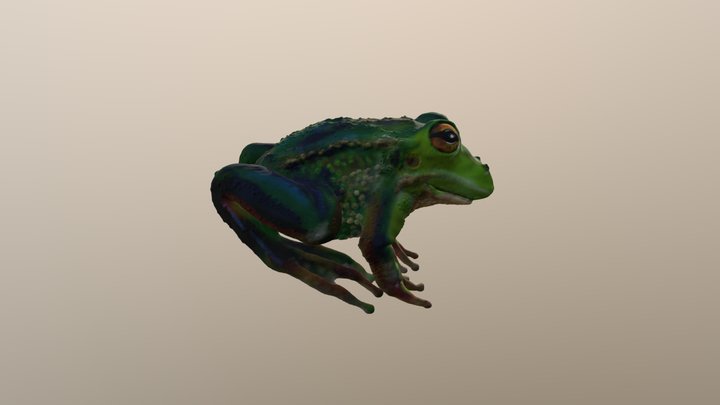 SculptrVR Frog 3D Model