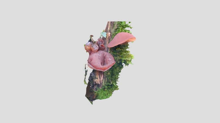 Jelly Ear – Modello 3D gratuito STL