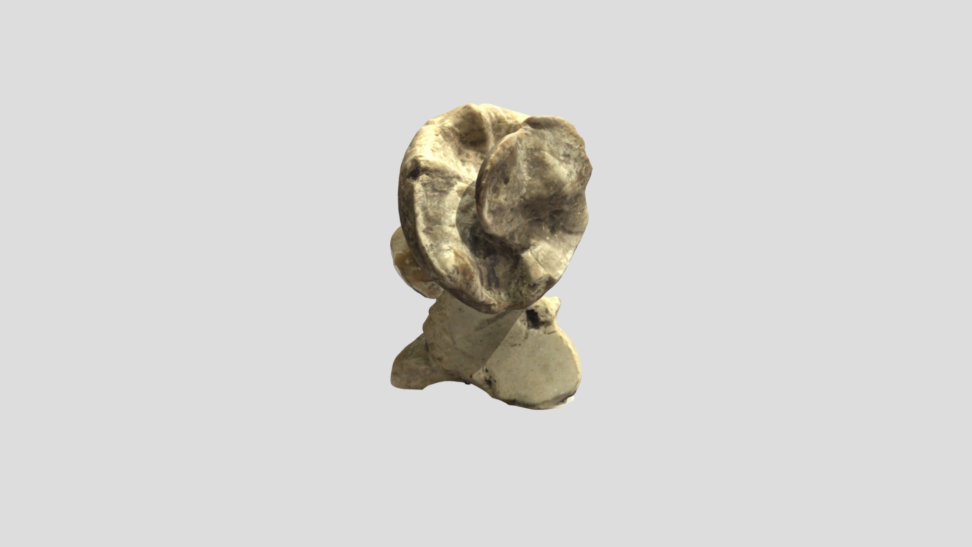 Toucasia carinata