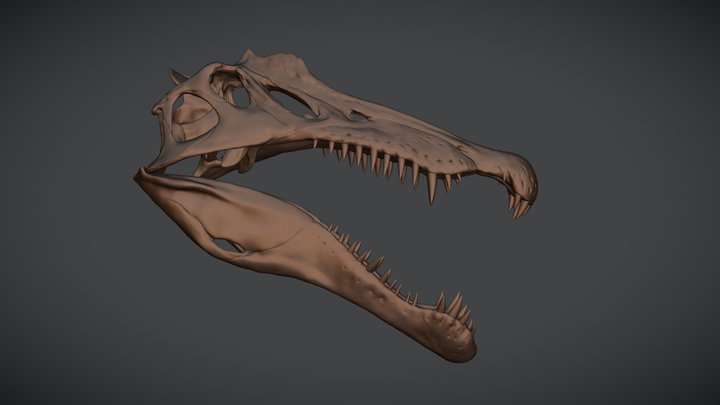 Spinosaurus Skull 3D Model