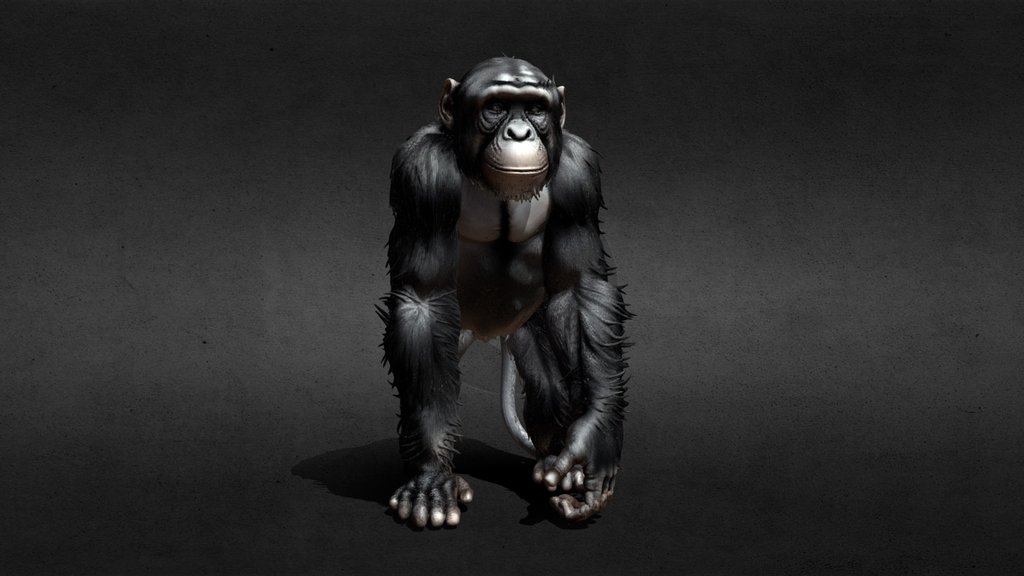 Midnight Chimpanzee