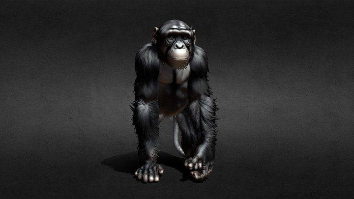 Midnight Chimpanzee
