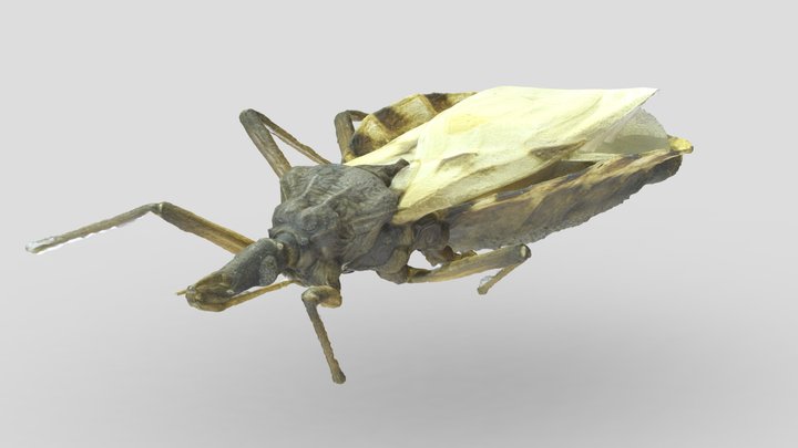 Chagasdisease 3D models - Sketchfab