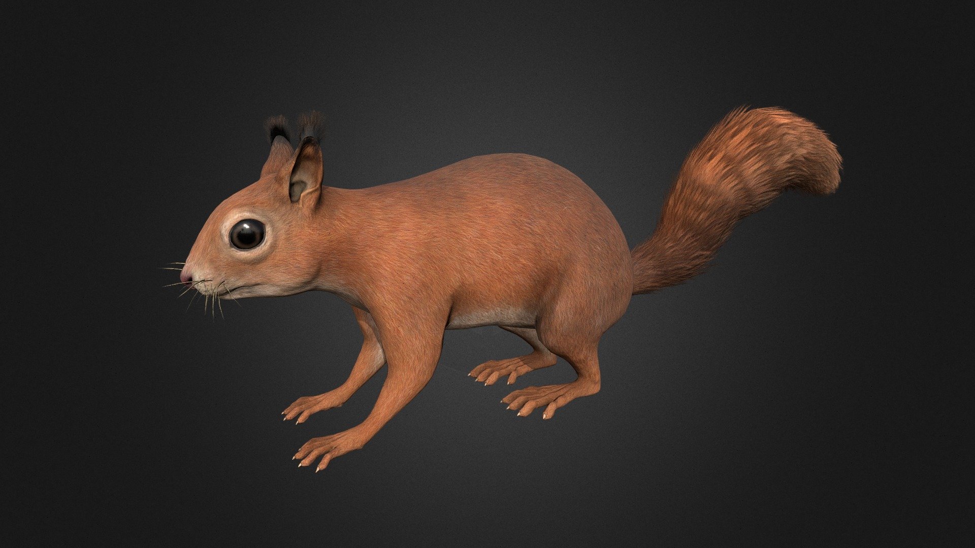 Squirrel - Buy Royalty Free 3D model by Rifat3D (@Rifat3D) [94133b2]