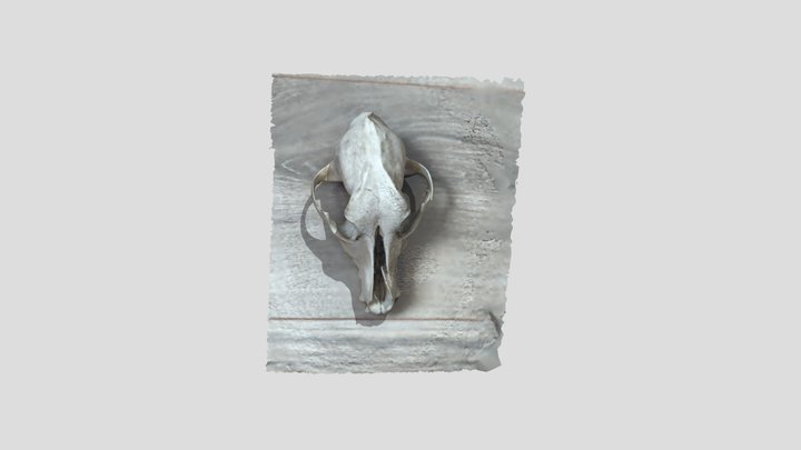 Animal skull 3D Model