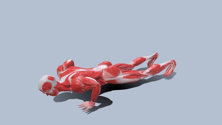 Push Up  Animation Anatomy Male Muscle RIGED 3D Model