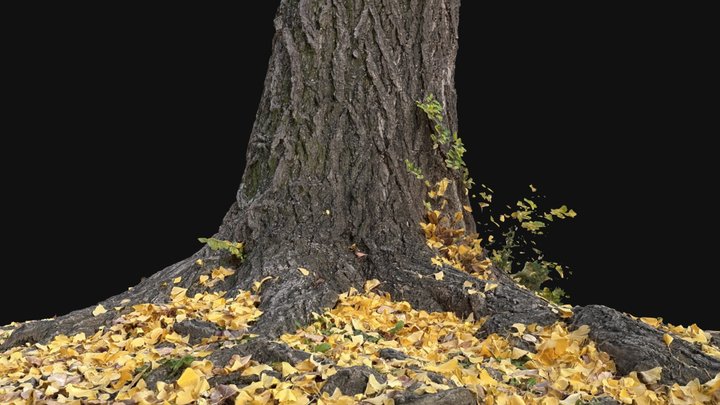 Ginkgo Tree Trunk and Roots 3D Model