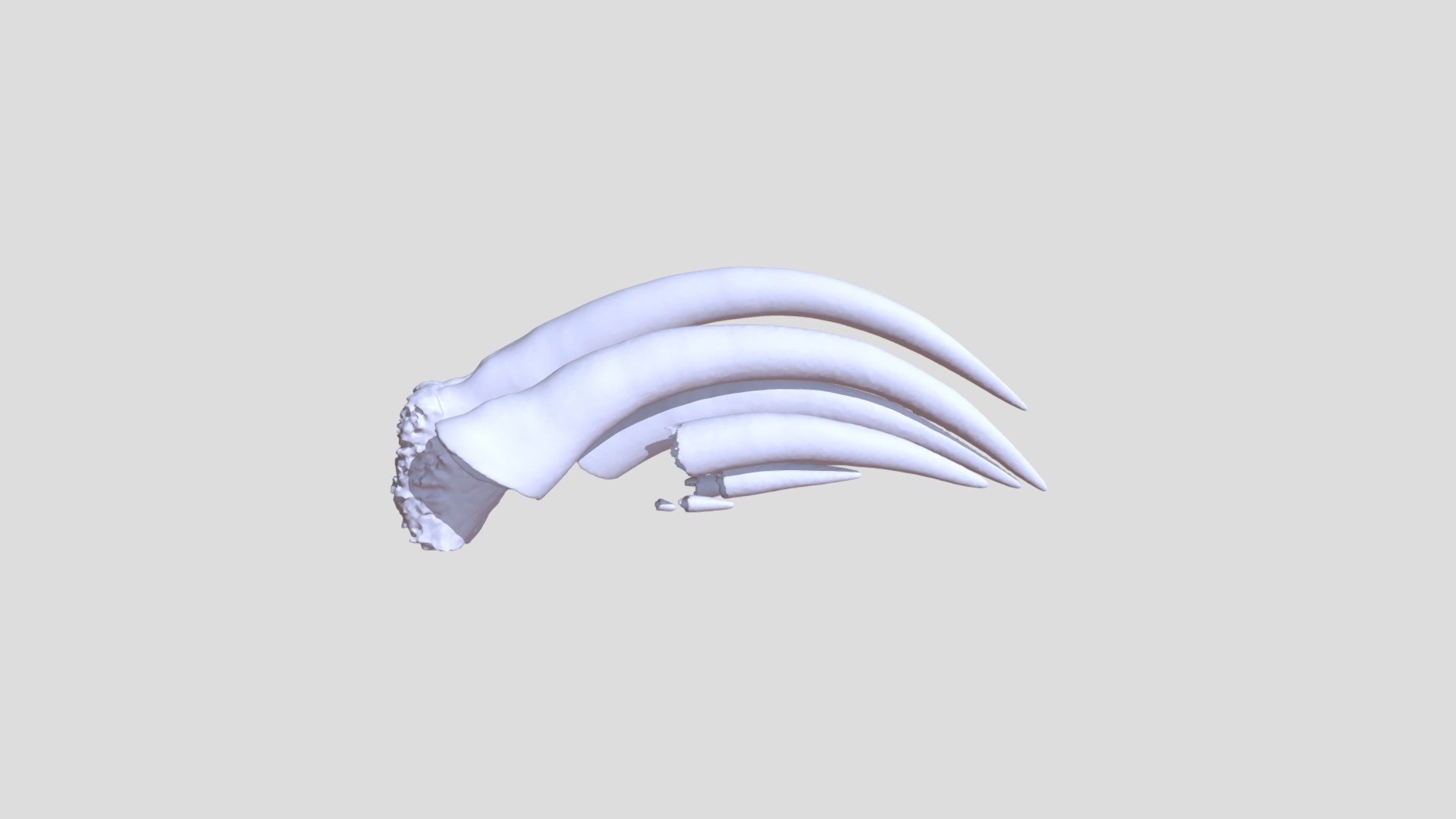 Fangs of Bitis gabonica (Gaboon viper) — Sketchfab embed 3D viewer