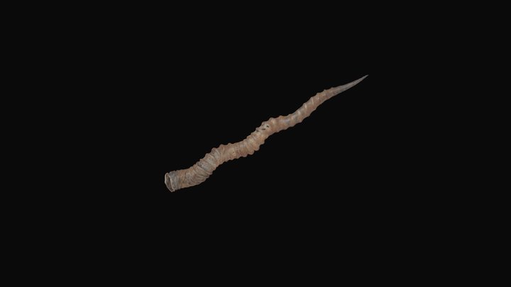 Antelope Horn 3D Model