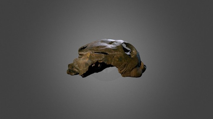 Sandownia harrisi (MIWG 3480) 3D Model