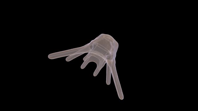 Pluteus 3D Model