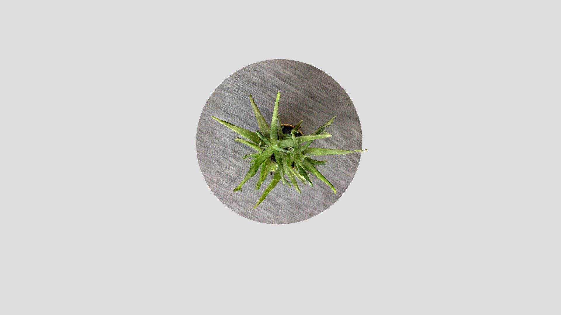 plant