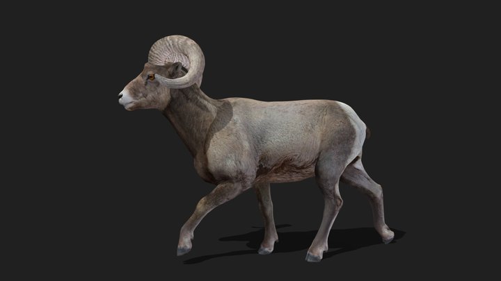 BIGHORN - Realistic 3D Model (DEMO FREE)