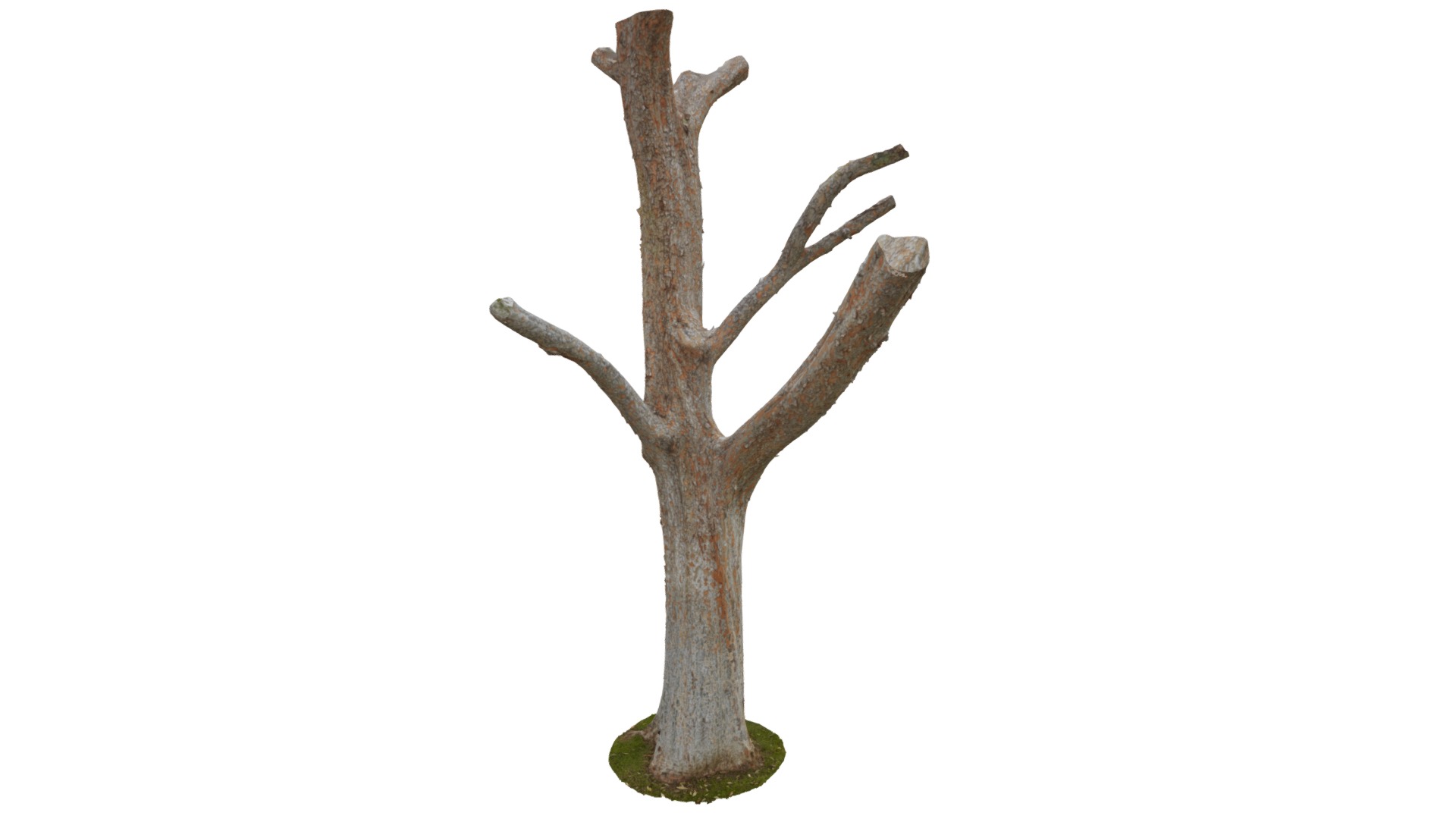 3D model Woody The Woodpecker - This is a 3D model of the Woody The Woodpecker. The 3D model is about a tree trunk with a bent trunk.