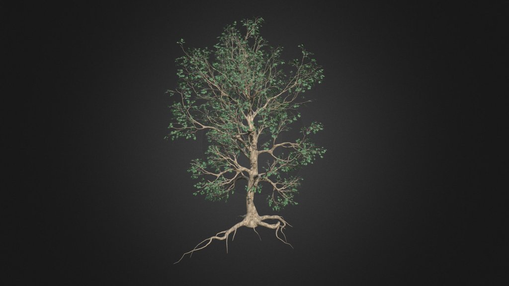 Bodhi Tree