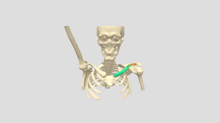 В059_ключица_2 3D Model
