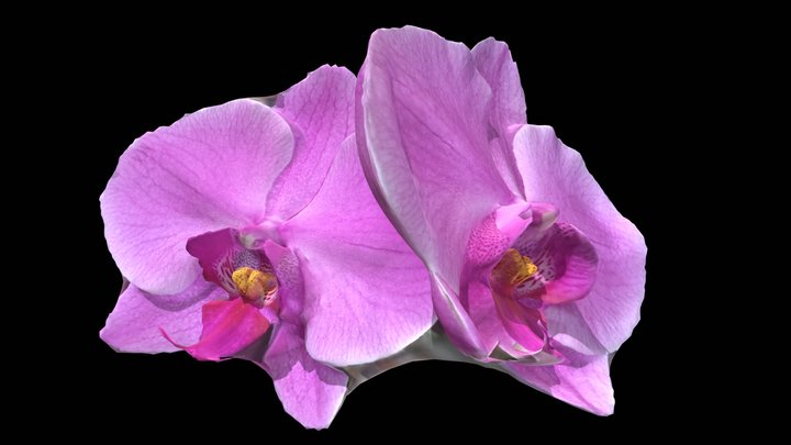 orchidée phalaenopsis 3D Model