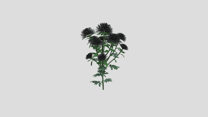 Chrysanthemum 6 AM214 Archmodel 3D Model