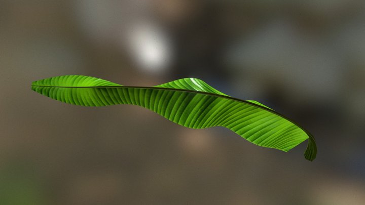Banana leaf 3D Model