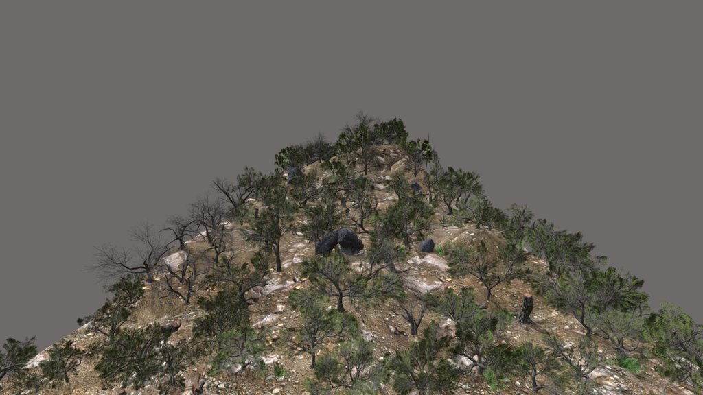 Live Oak Jungle