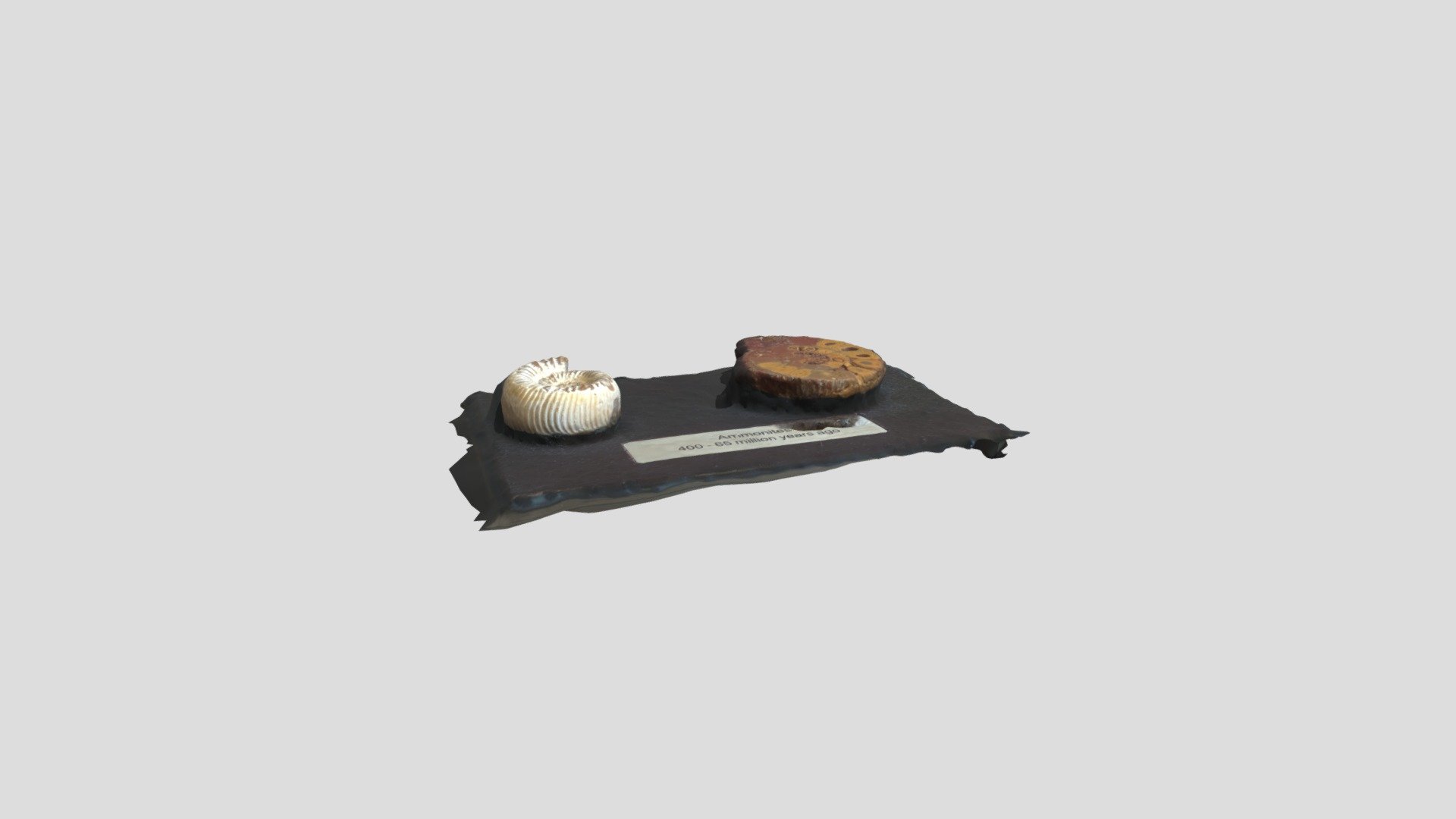 Ammonite — Sketchfab embed 3D viewer